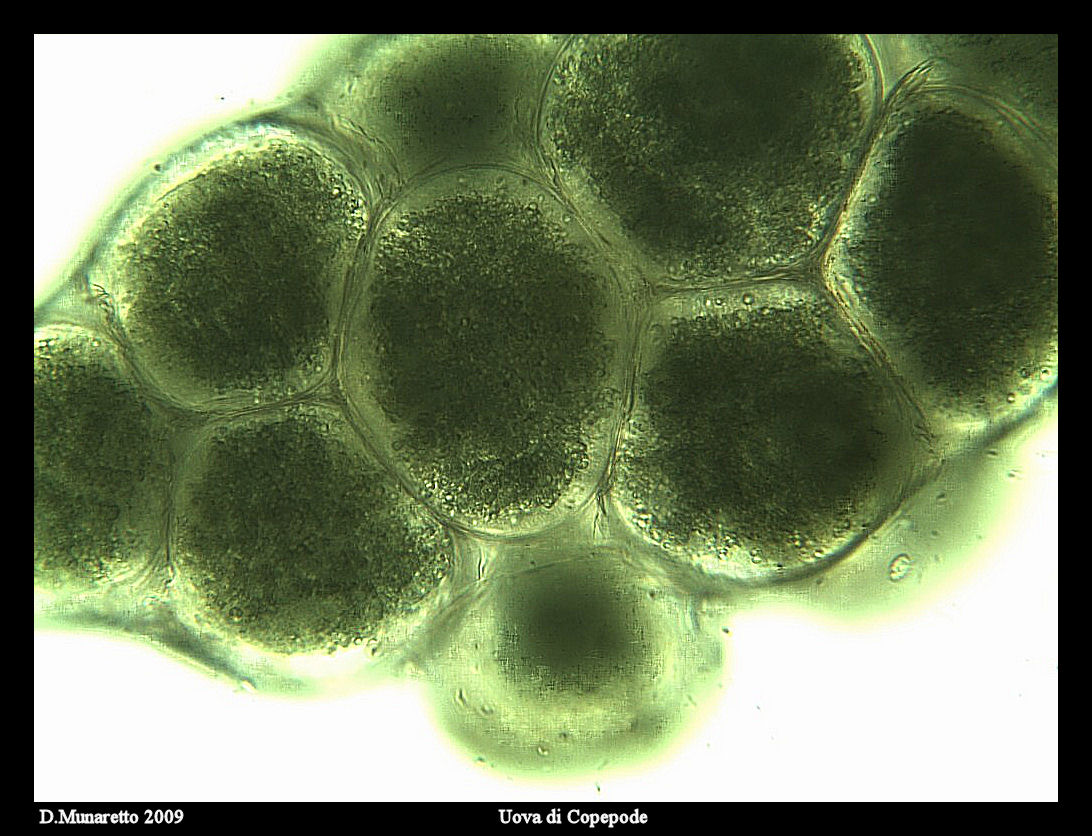 Copepode con Uova